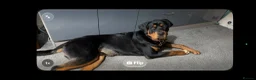 Rottweiler dogs for sale: Regrettable sale - Advert 8