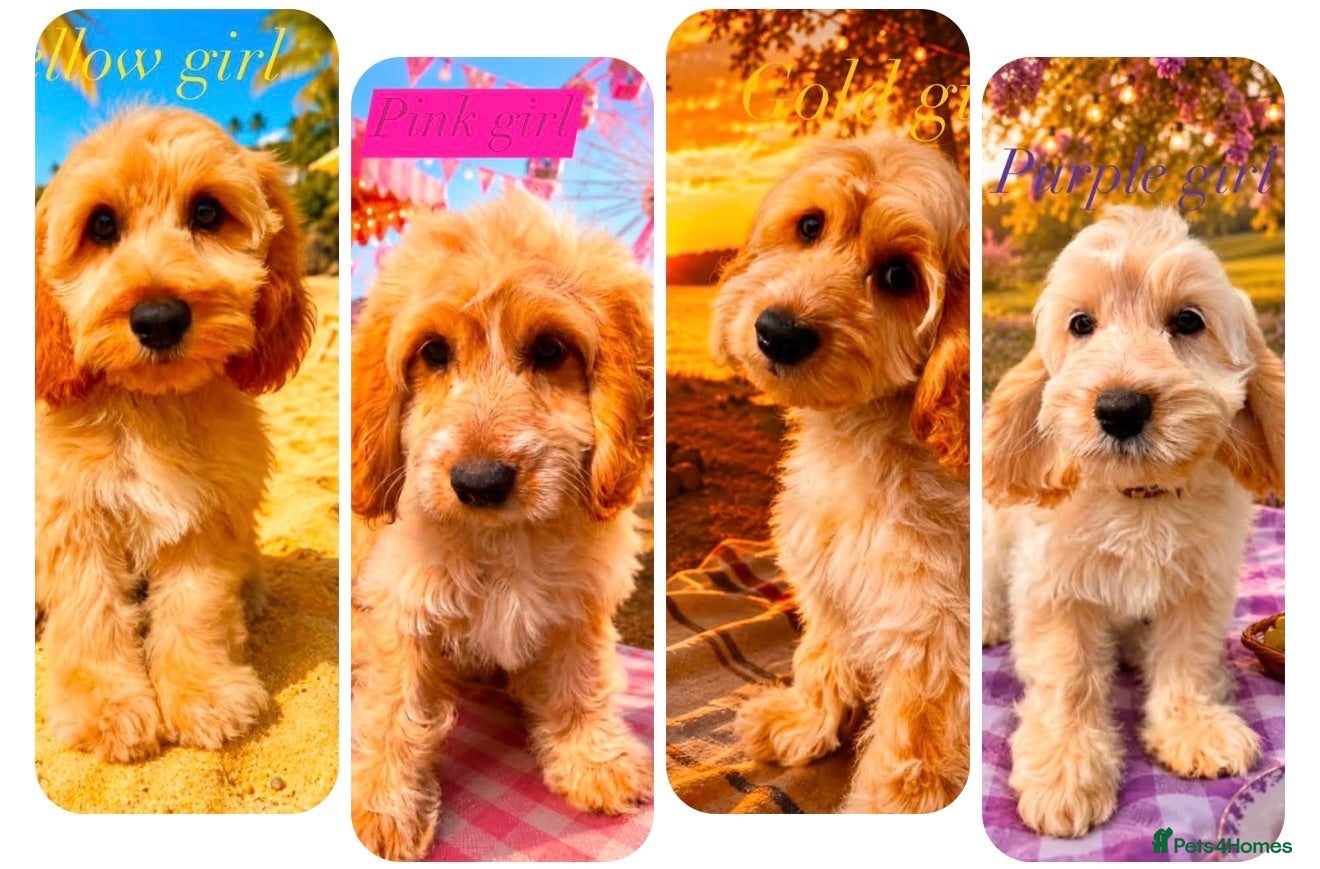 Cockapoo dogs Gorgeous cockapoo puppies  - Advert 1