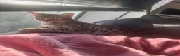 Savannah cats for sale: Savannah cat  - Advert 2