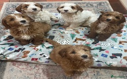 Australian Labradoodle dogs for sale: Genuine 100% Australian Labradoodle Puppies - Image 12