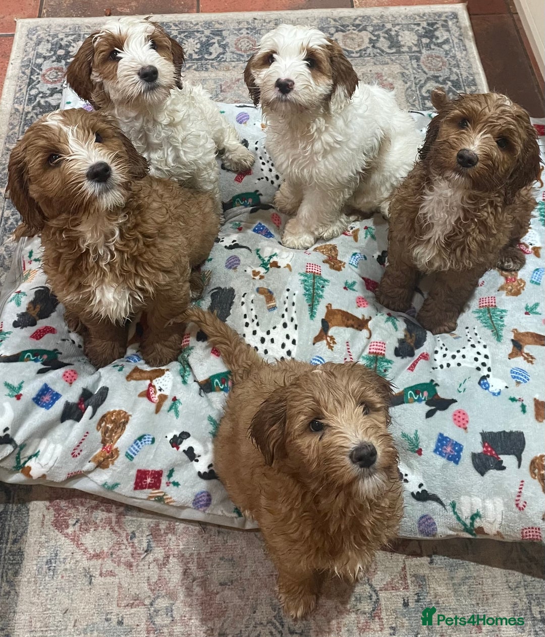 Australian Labradoodle dogs for sale: Genuine 100% Australian Labradoodle Puppies - Image 12