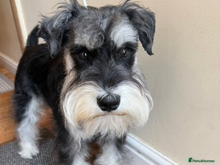 Miniature Schnauzer dogs in Portsmouth - Advert 1