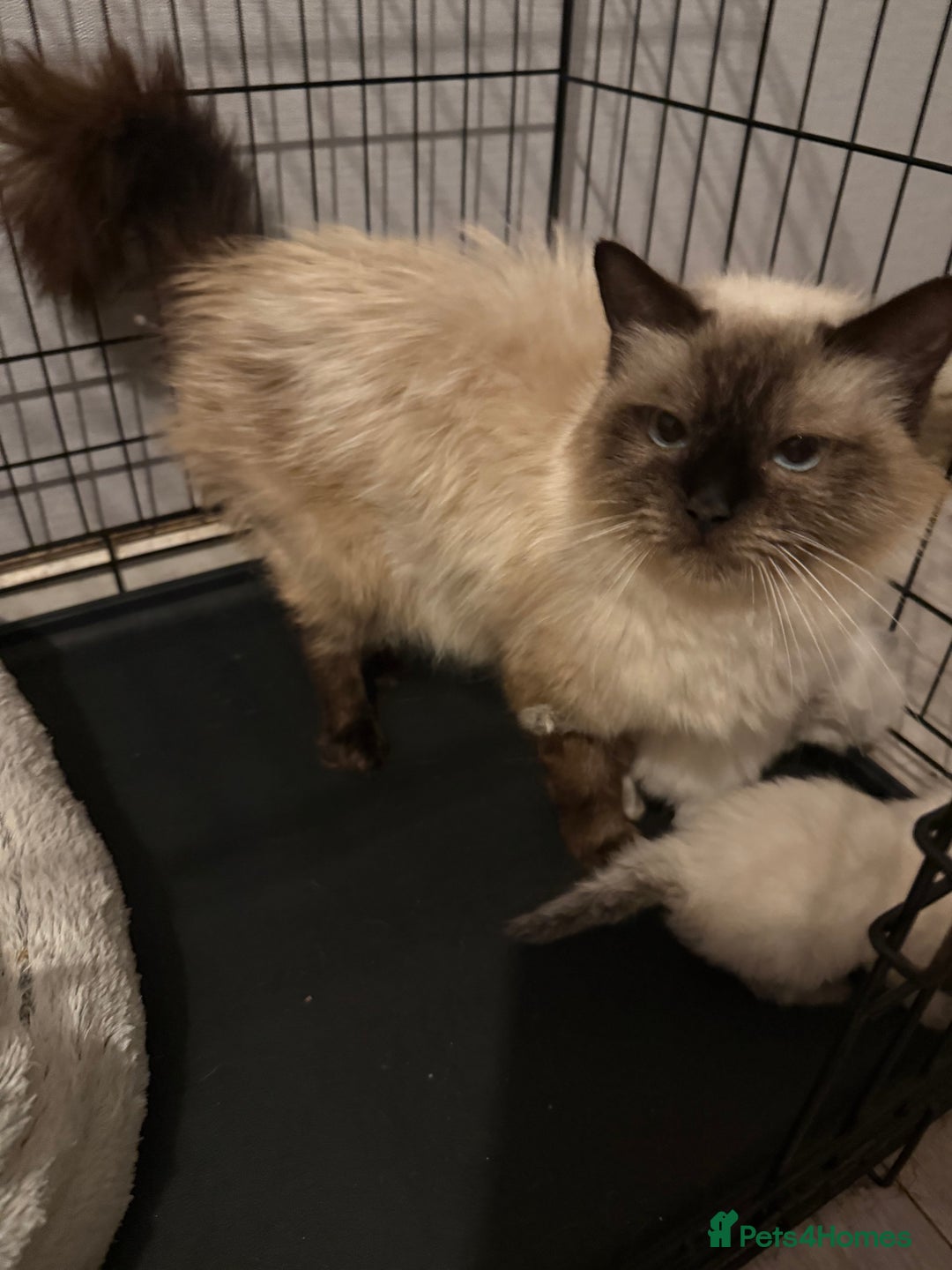 Ragdoll cats for sale: Pure ragdoll kittens  - Image 2