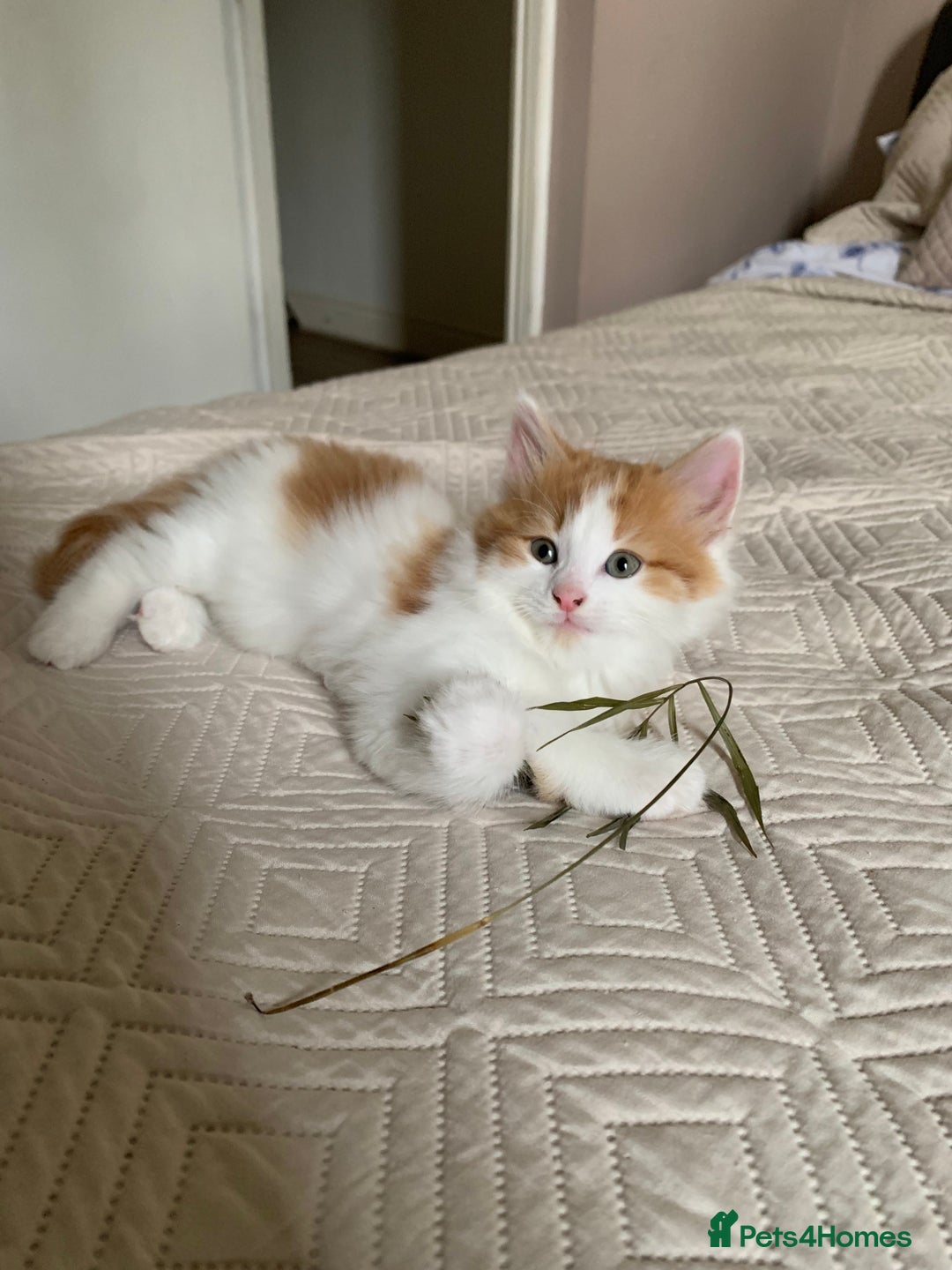 Mixed Breed cats for sale: Two girls and a boy Kuril bobtail mix - Image 5
