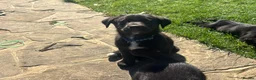 Borador dogs for sale: Beautiful Borodor’s  - Advert 24