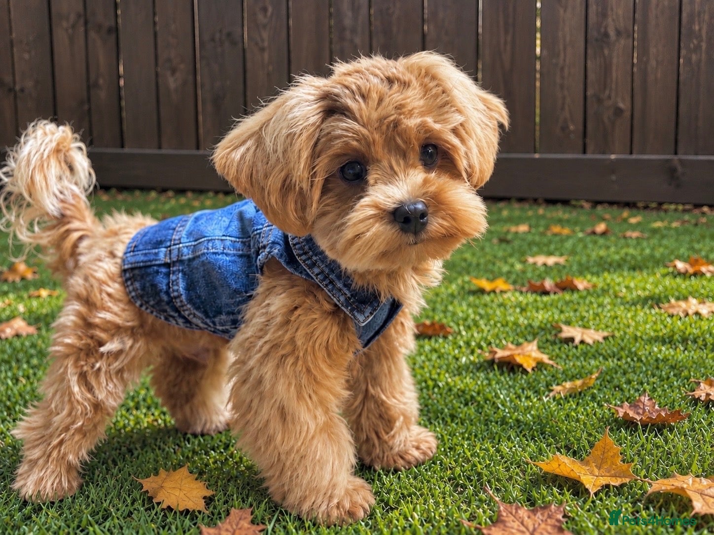 Maltipoo dogs Asian/Korean Maltipoo. DNA tested parents. - Advert 1