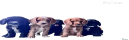 Cockapoo dogs for sale: beautiful F2 cockapoo puppies  in Tilbury - Advert 1