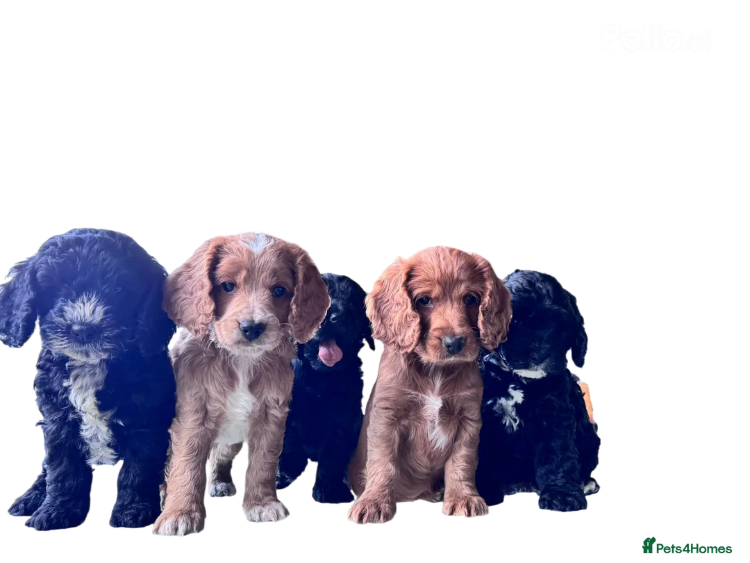 Cockapoo dogs for sale: beautiful F2 cockapoo puppies  in Tilbury - Advert 1
