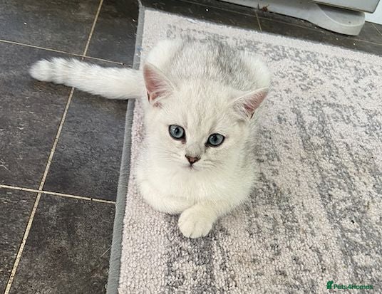 British Shorthair cats Beautiful BSH kitten ready to go - Advert 1