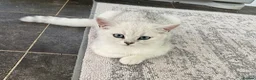 British Shorthair cats for sale: Beautiful BSH kitten ready to go - Advert 1