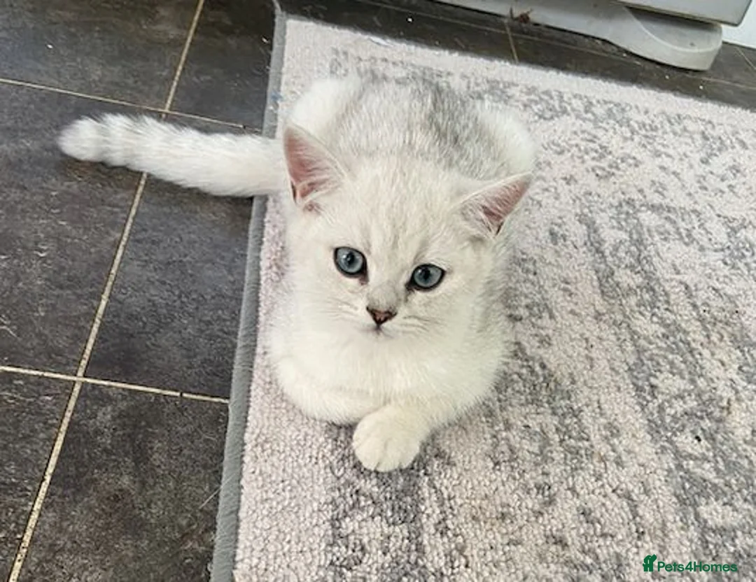 British Shorthair cats for sale: Beautiful BSH kitten ready to go - Advert 1
