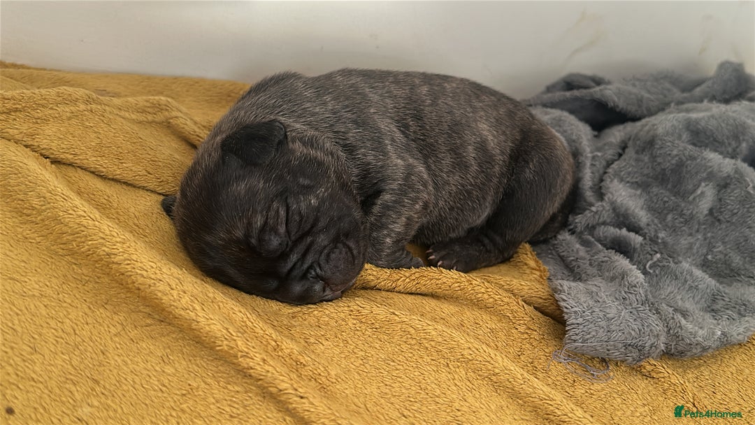 Mixed Breed dogs for sale: Staffordshire bull terrier puppies - Image 2