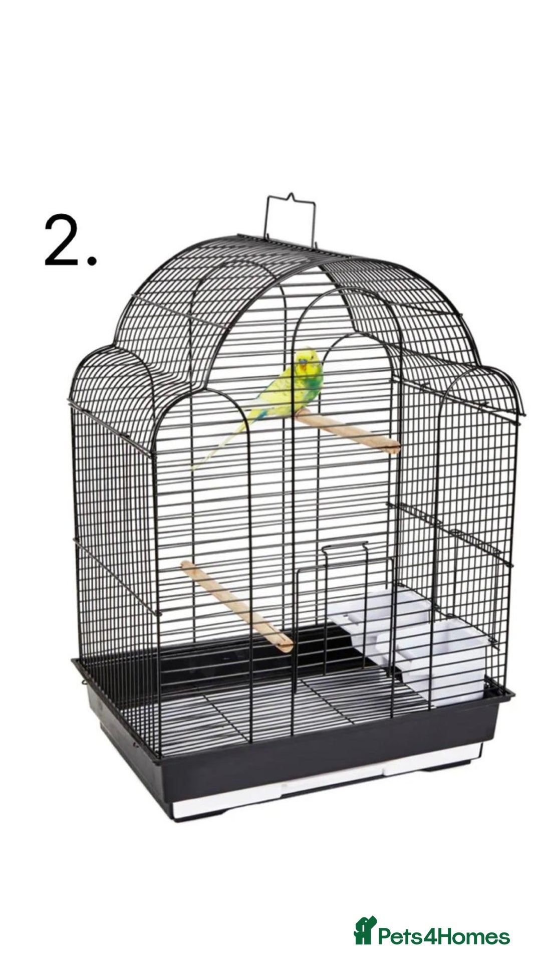 Budgerigars birds for sale: Budgies for sale, all in good health - Advert 19