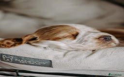 Cocker Spaniel dogs for sale: Stunning Cocker Spaniels - Image 11