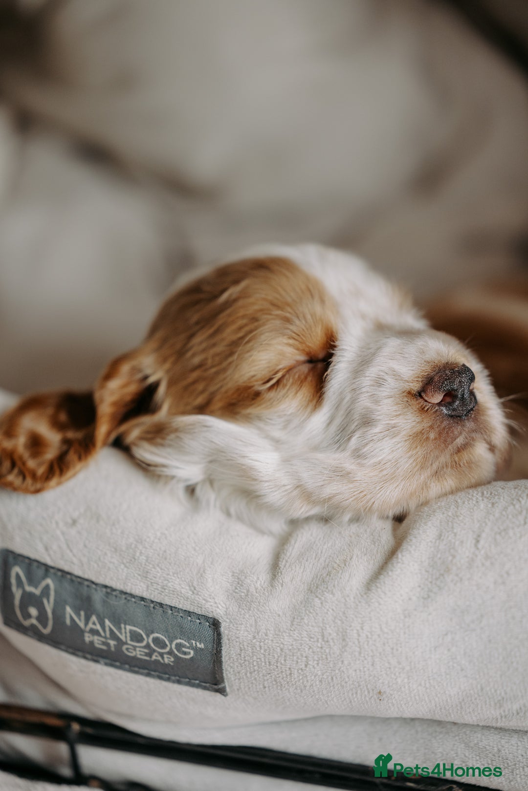 Cocker Spaniel dogs for sale: Stunning Cocker Spaniels - Image 11
