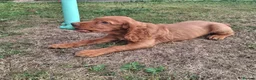 Cocker Spaniel dogs for sale: KC REG RED WORKING COCKER SPANIEL - Advert 5