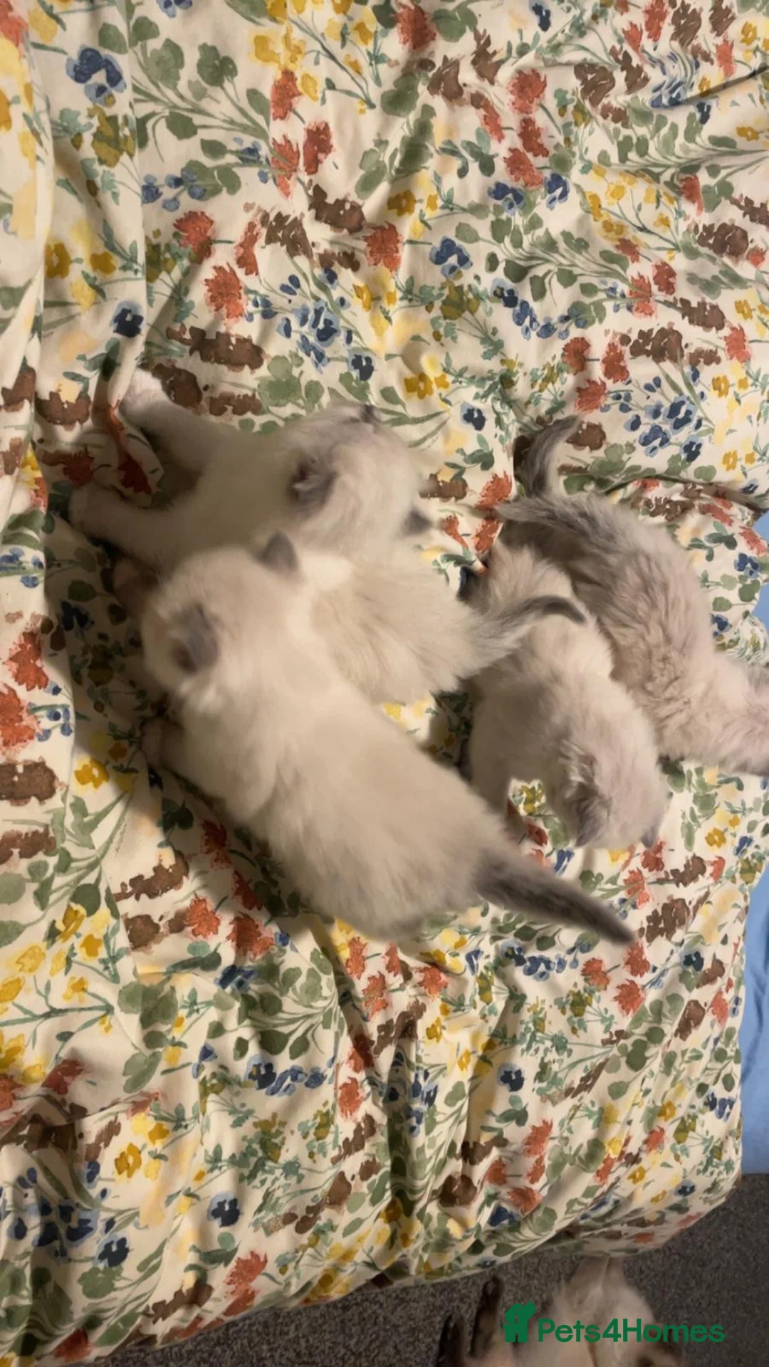Ragdoll cats for sale: 🌟 🐱 4 Gorgeous Ragdoll Blue Point Kittens 🌟  - Advert 2