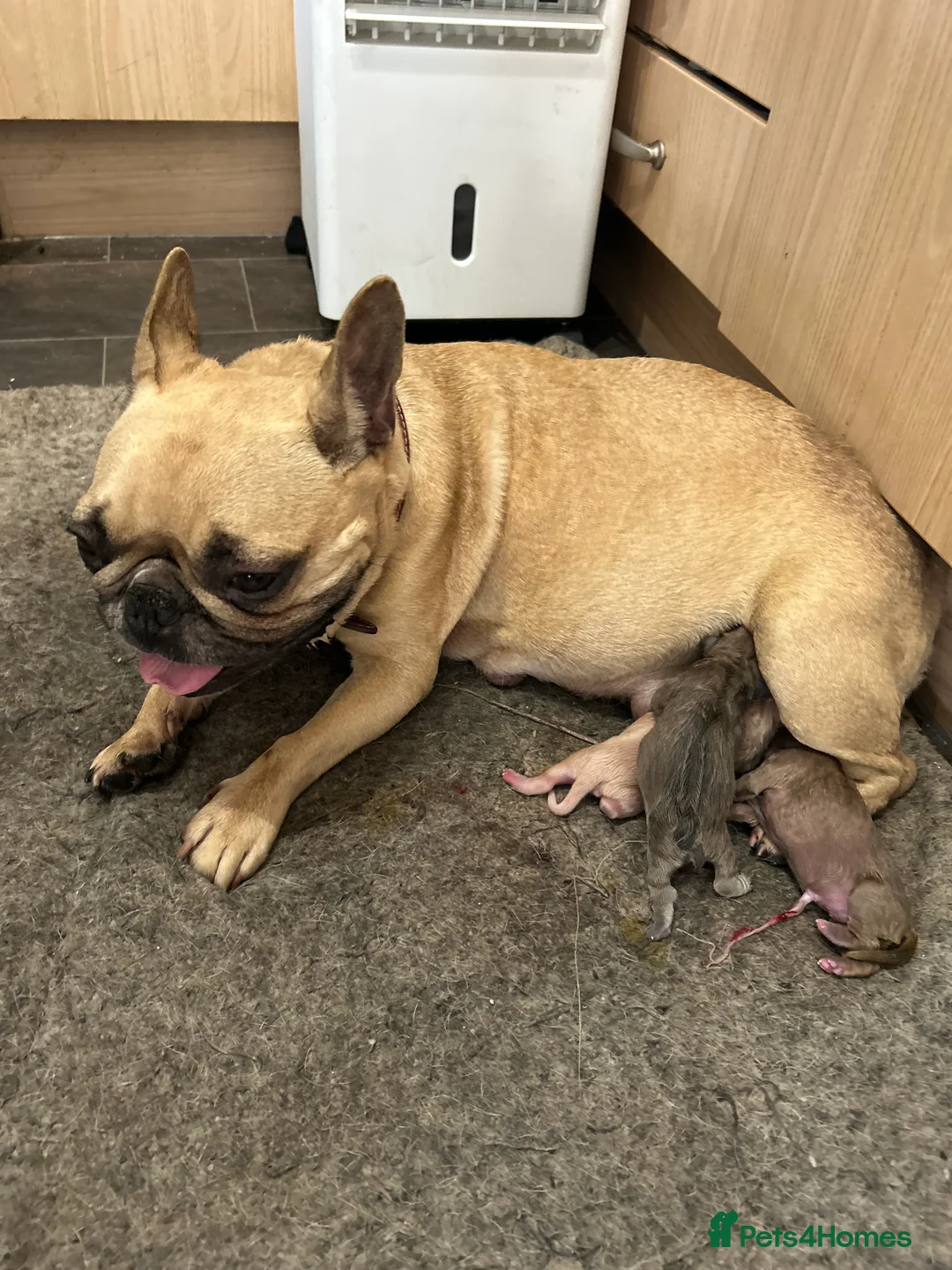 Mixed Breed dogs for sale: French bulldog x American bulldog  - Advert 2
