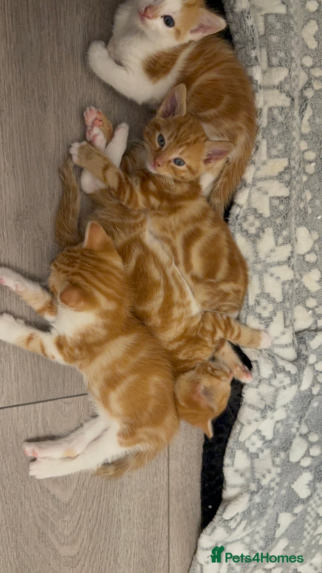 Domestic Shorthair cats for sale: Orage Kittens - Advert 1