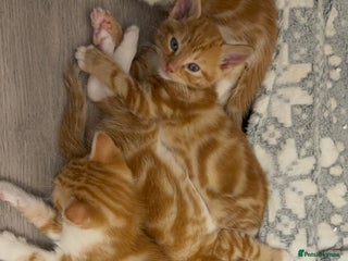 Domestic Shorthair cats Orage Kittens - Advert 1