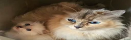 Ragdoll cats for sale: ragdoll kittens for  sale  - Advert 14