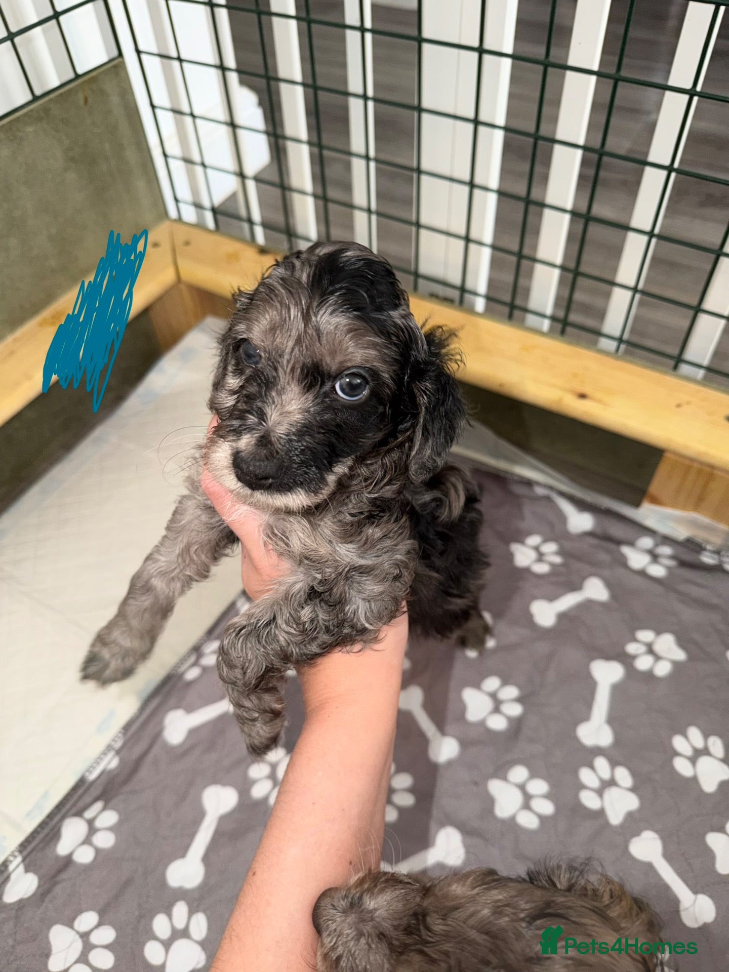 Cockapoo dogs ✨Rare Merle split face cockapoo✨ - Advert 1
