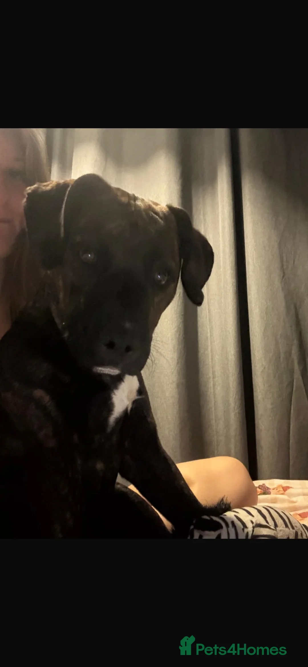Staffordshire Bull Terrier dogs for sale: Dexter in Derby - Advert 2