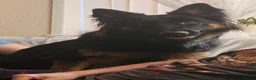 German Shepherd dogs for sale: German shepherd female puppy in Peterborough - Advert 1