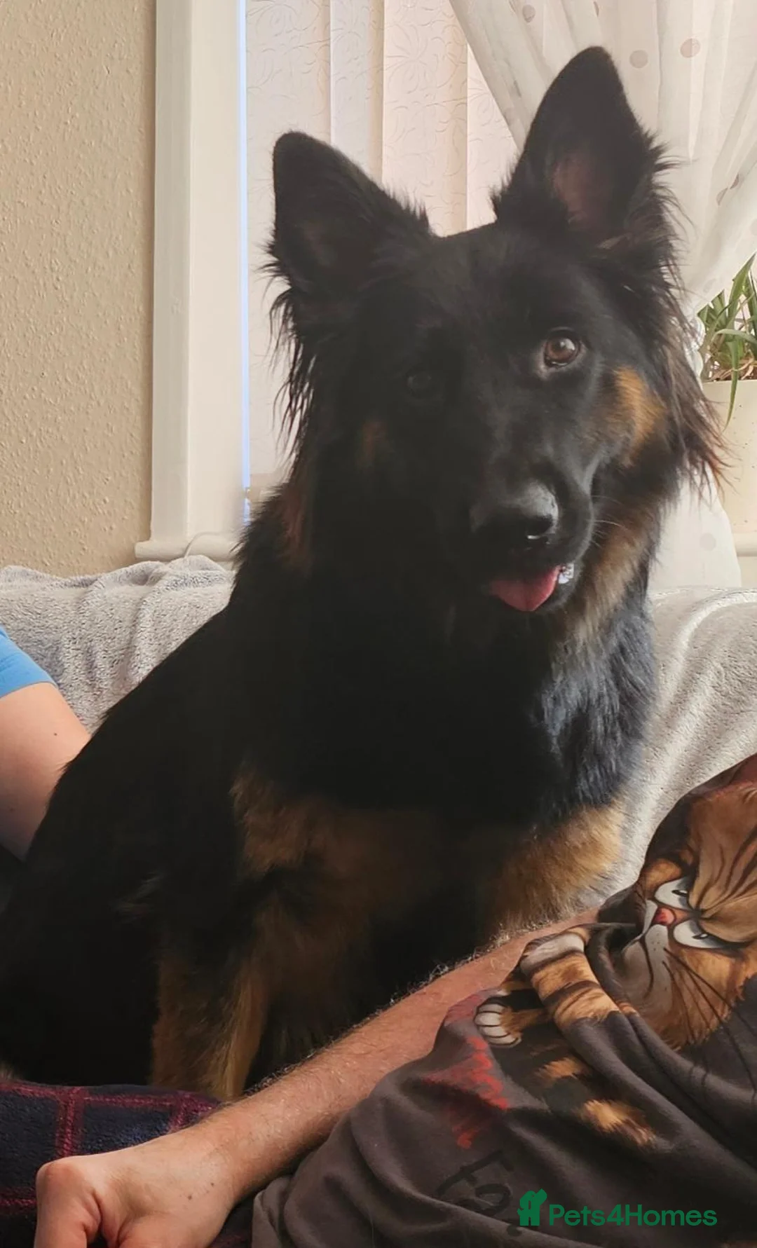 German Shepherd dogs for sale: German shepherd female puppy in Peterborough - Advert 1