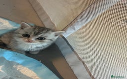 Scottish Fold cats for sale: Scottish fold and straights - Image 19