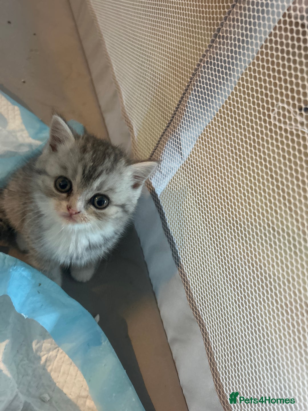 Scottish Fold cats for sale: Scottish fold and straights - Image 19