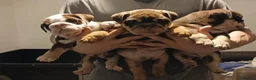 English Bulldog dogs for sale: Gorgeous English Bulldog Puppies Available - Advert 2