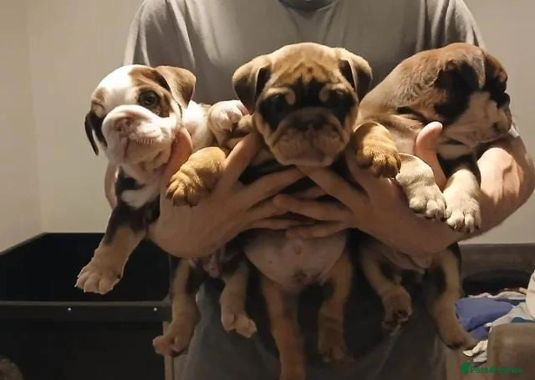 English Bulldog dogs for sale: Gorgeous English Bulldog Puppies Available - Advert 2