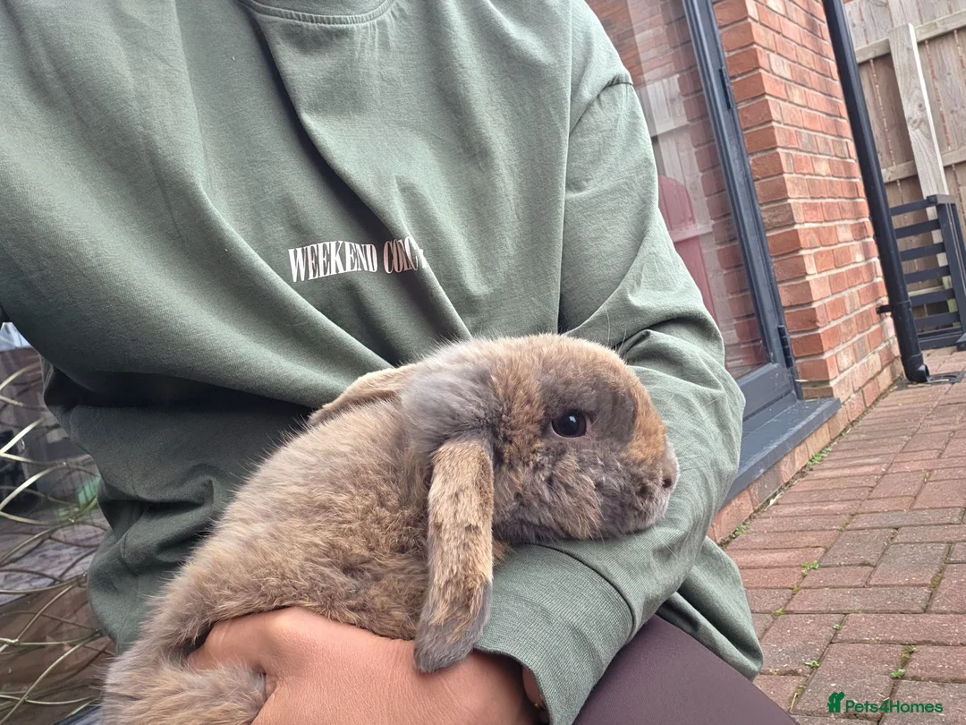 Mini Lop rabbits for sale: Two females: Mama and baby for sale - Advert 1