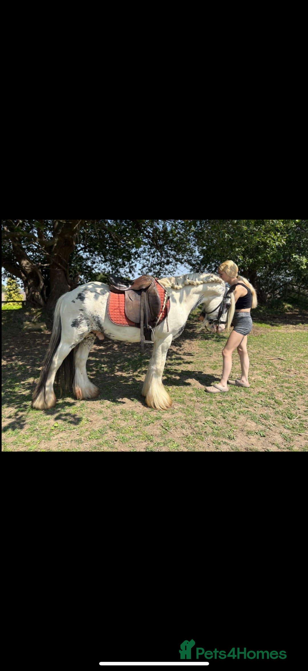 Irish Cob horses for sale: beautiful kids pony project ❤️ - Image 10