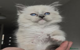 Ragdoll cats for sale: Ragdoll kittens ready to go! - Image 6