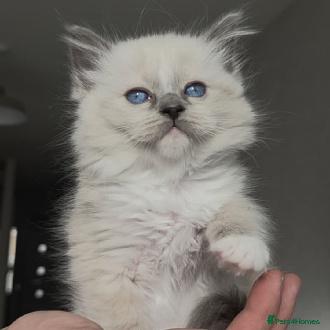 Ragdoll cats for sale: Ragdoll kittens ready to go! - Image 6