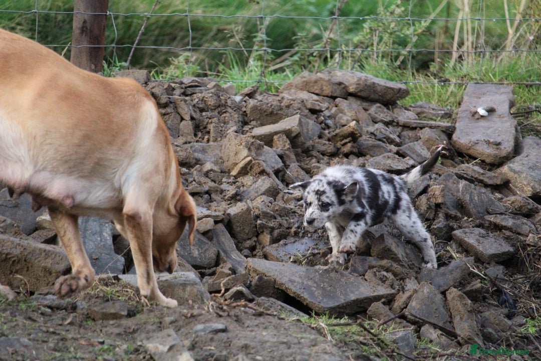 Borador dogs for sale: Labrador x Collie puppies - Image 4