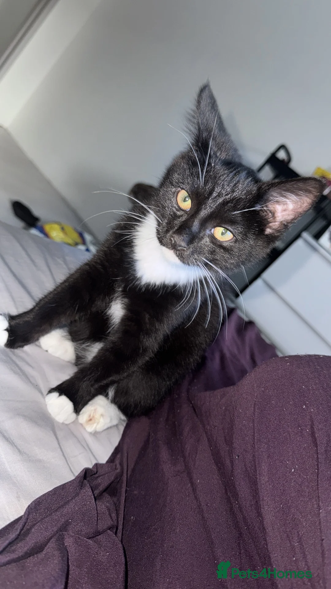 Mixed Breed cats for sale: Male kitten for sale - Advert 2