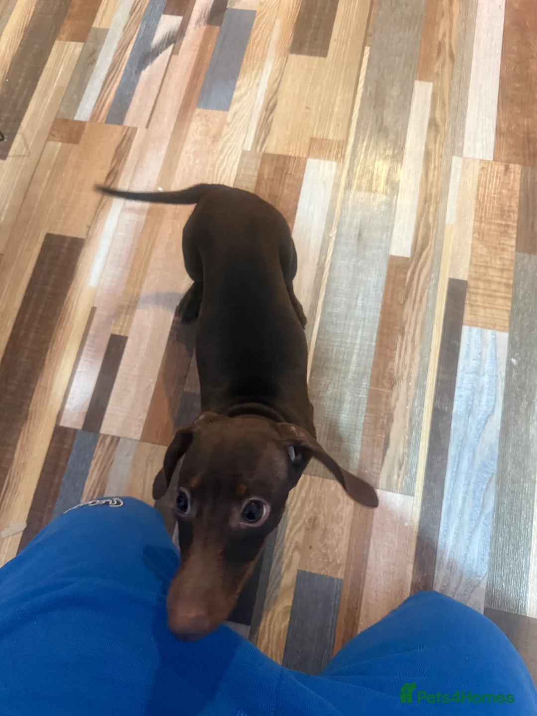 Miniature Dachshund dogs for sale: Miniature dachshund  - Advert 3