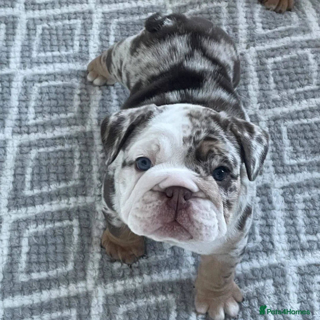 English Bulldog dogs for stud: Finest English Bulldog Stud – Proven Gem - Advert 11