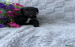 Cockapoo dogs for sale: F1 Showtype Cockapoo - Image 13