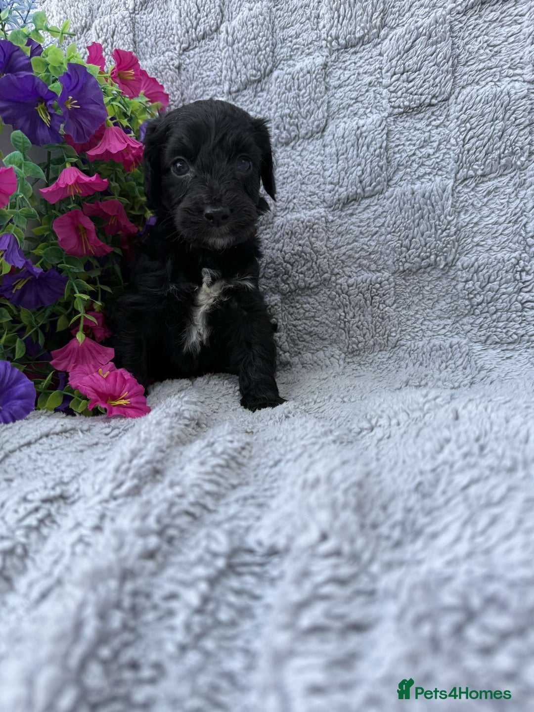 Cockapoo dogs for sale: F1 Showtype Cockapoo - Image 13