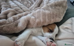 Jack Russell dogs for sale: Milo (jack Russell) 11 weeks old. - Image 2