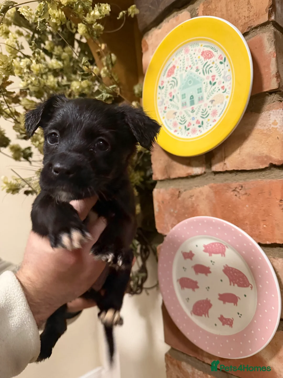 Mixed Breed dogs for sale: Belgian mal/working cocker spaniel  - Advert 14