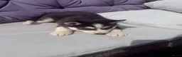 Siberian Husky dogs for sale: 4 beautiful huskies for sale in Dagenham - Advert 11