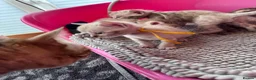 Bengal cats for sale: TICA Reg Bengal Kittens. Ready To Leave in 3 weeks - Advert 25