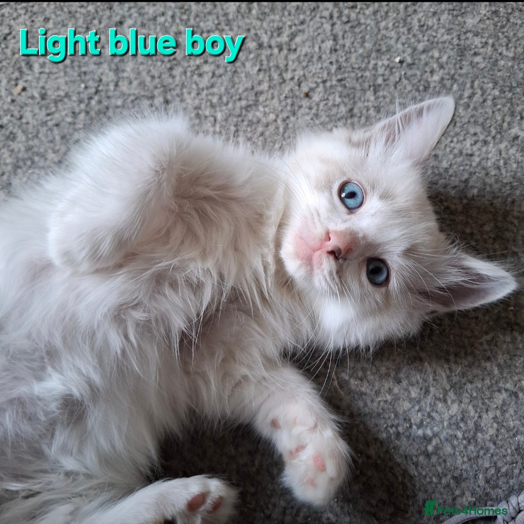 Ragdoll cats for sale: GCCF Gorgeous Pure Pedigree Ragdoll Kittens - Image 12