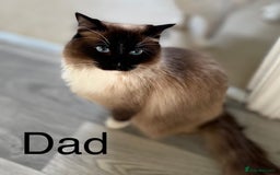 Ragdoll cats for sale: Ragdoll kittens  - Image 4