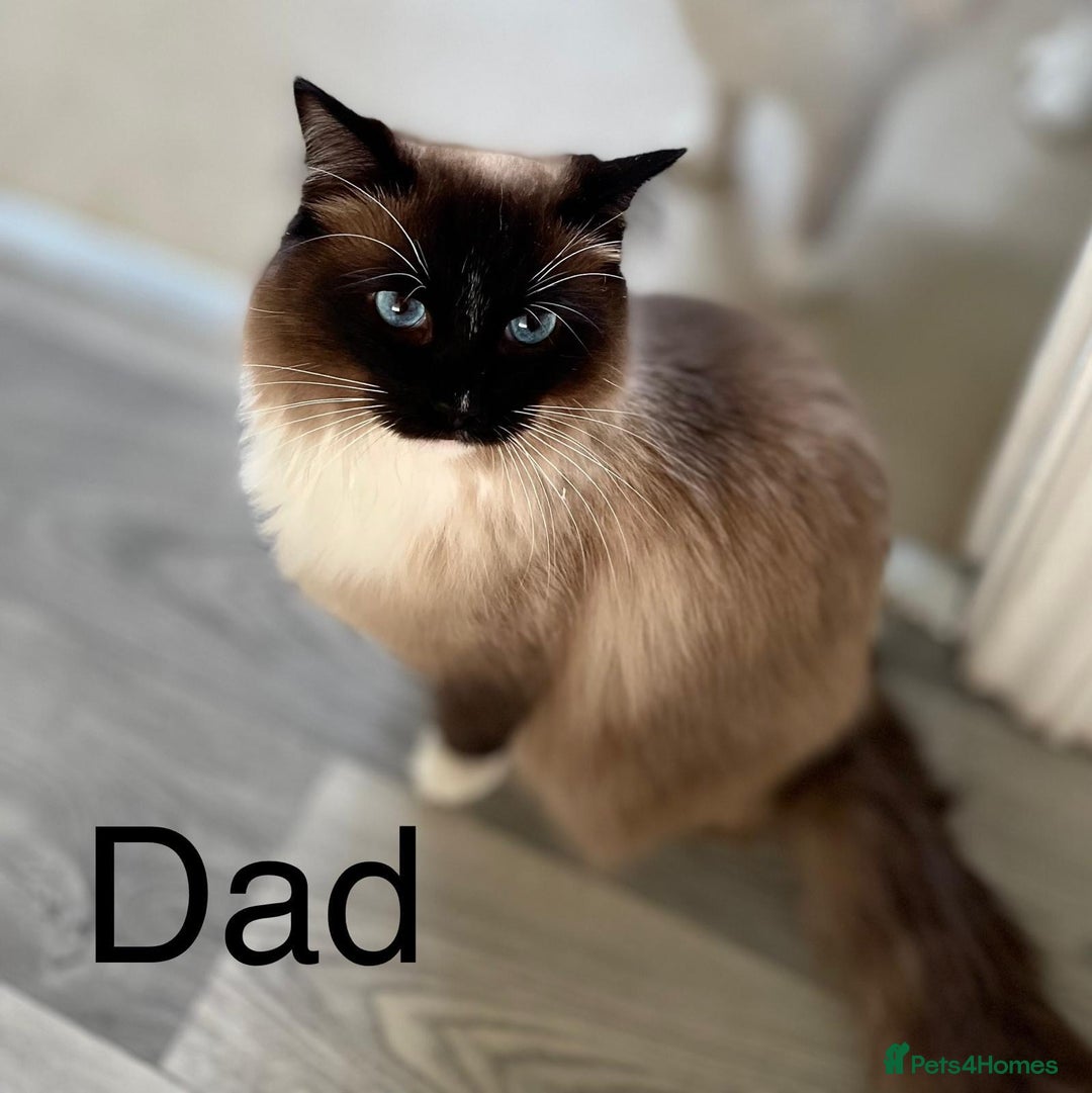Ragdoll cats for sale: Ragdoll kittens  - Image 4
